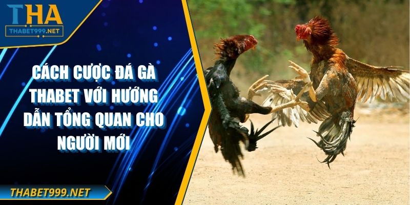Cách Cược Đá Gà THABET Với Hướng Dẫn Tổng Quan Cho Người Mới